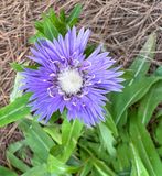 Stokesia (Stokes Astor)