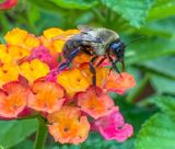 Bumble Bee on Lantana