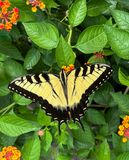 Tiger Swallowtail