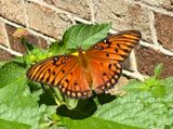 Gulf Fritillary 2024