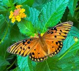 Gulf Fritillary 2024
