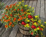 Zinnias 2014