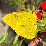 Cloudless Sulphur