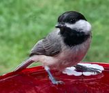 Carolina Chickadee 