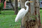029 A Crane Standing Tall.jpg