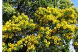 031 Yellow Trees Were Abundant.jpg
