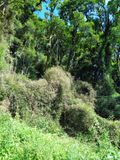 079 Epiphytes Galore.jpg