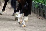 109 With Everyone on his Tippytoes.jpg