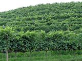 112 The Lush Surrounds.jpg