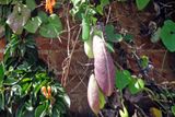 017 More Plants we Dont Recognize.jpg