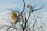 Cockatoos