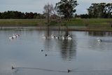 Pelicans on the Flood