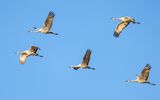 SHCranes-115.jpg