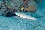 Philippines underwater 2022-1.jpg