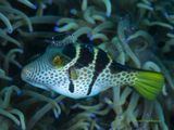 Philippines underwater 2022-36.jpg