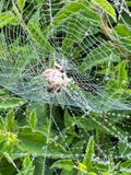 IMG_4236.jpeg