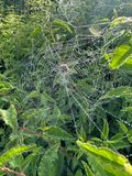 IMG_4234.jpeg