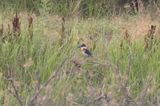 Green Kingfisher