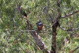 Ringed Kingfisher