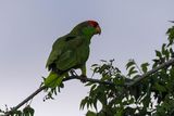 Red-Crowned Parrot