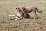 AFR_5651 Momma Cheetah