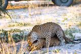 CHI_2282 Big Male Leopard Breeding