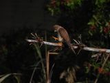 IMG_5475.JPG