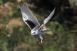 black wing kite edit.JPG