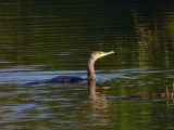 dscn0647.jpg