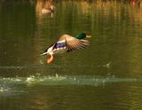 dscn0687.jpg