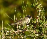dscn5317.jpg