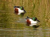dscn5370.jpg