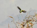 dscn6970.jpg