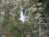 dscn7065.jpg