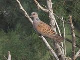 dscn7539.JPG