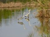 dscn8703.jpg