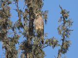 dscn9542.JPG