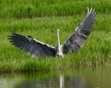 heron 4.jpg