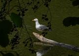 IMG_0858.jpg