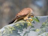 IMG_3265.jpg