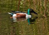 IMG_3267.jpg