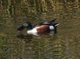 IMG_3270.jpg