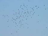 IMG_3631.JPG