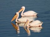IMG_3637.JPG