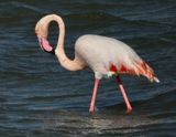 IMG_4817.JPG