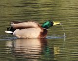 IMG_8639.JPG