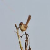 IMG_9057.JPG