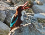 IMG_9066.JPG