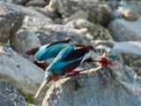 IMG_9067.JPG