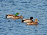 IMG_9862.JPG
